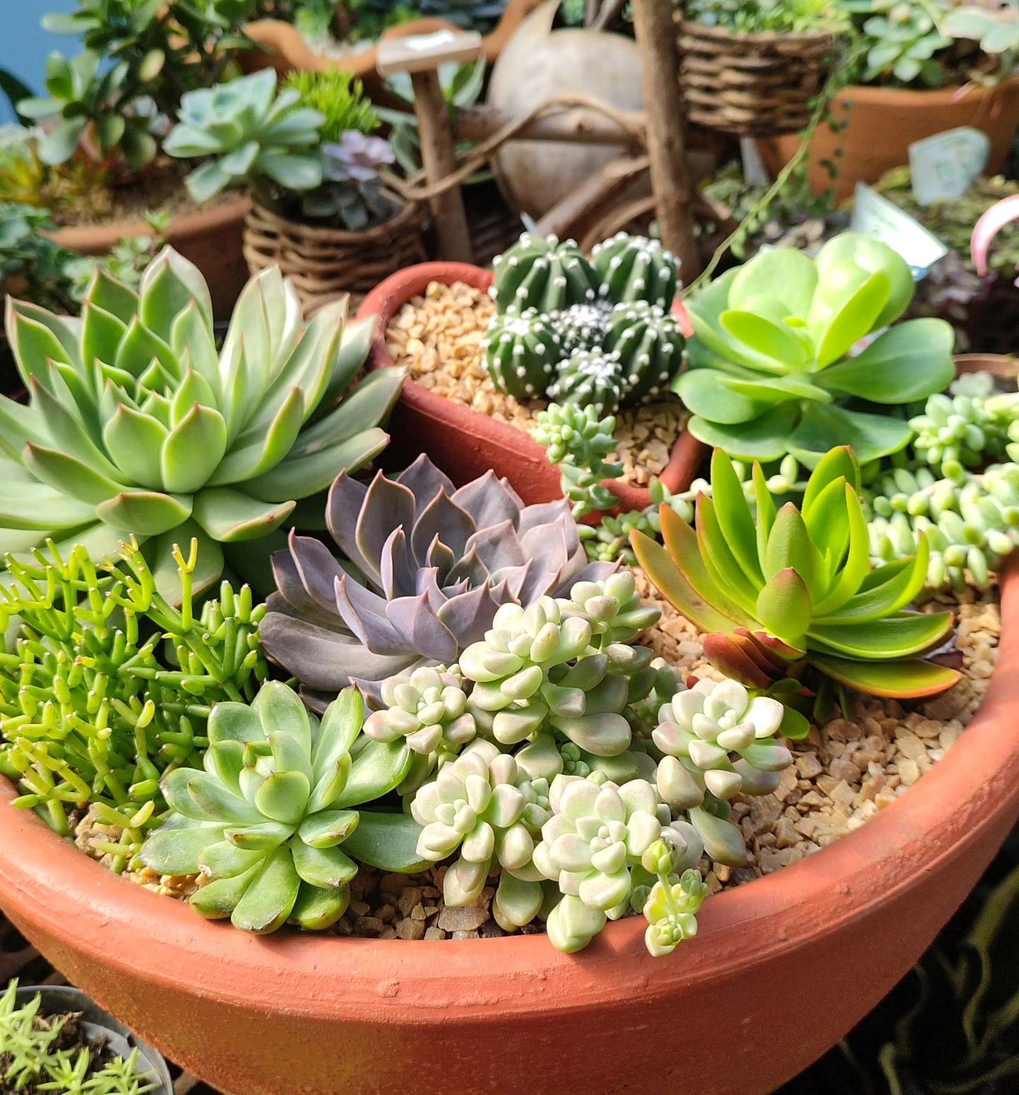 Suculentas da Siart Flora